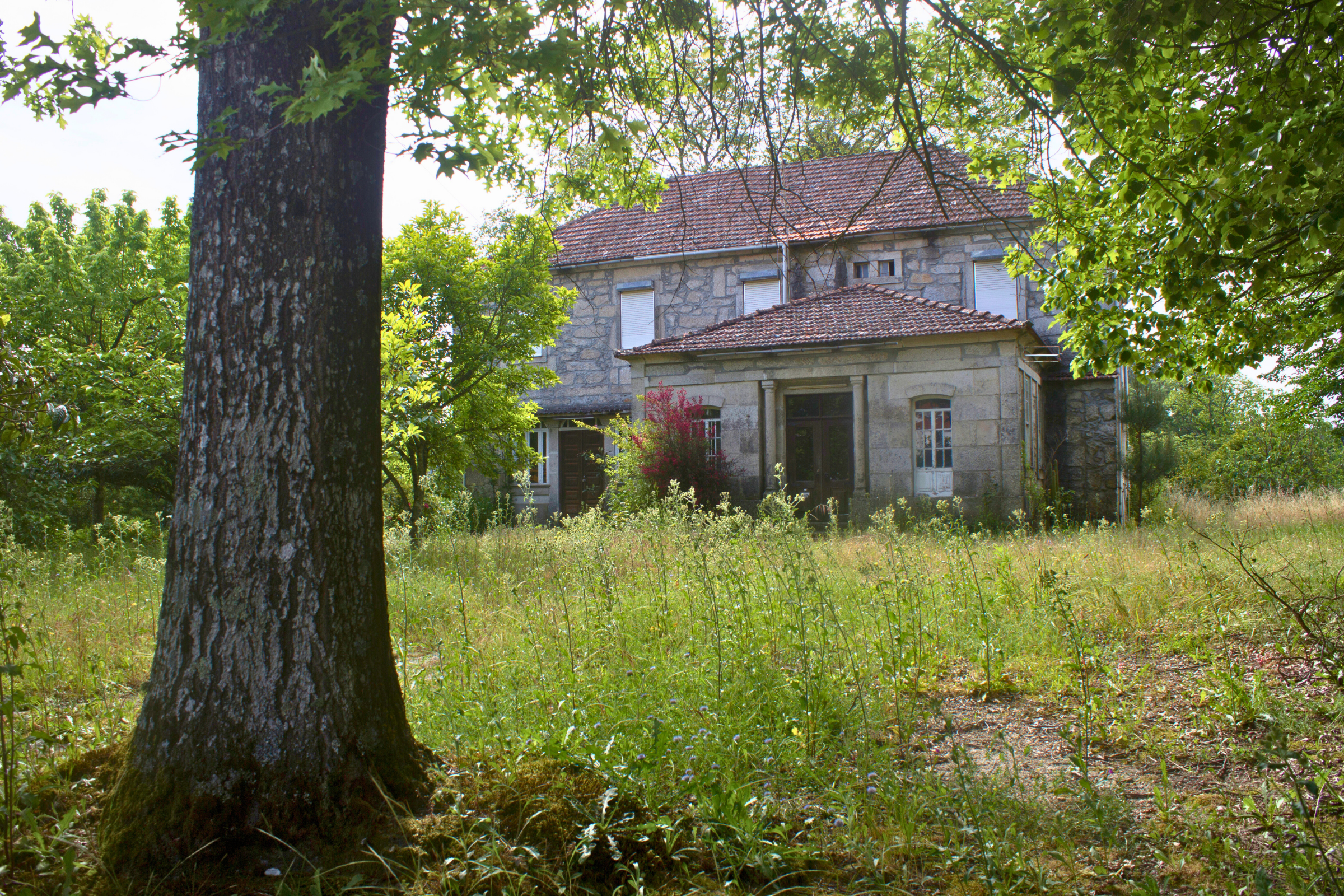 carvalhal (3).webp